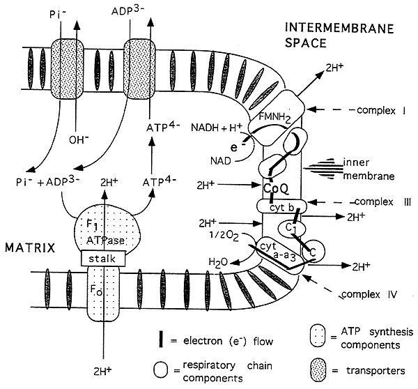 glycerol phosphate shuttle. ADP and phosphate