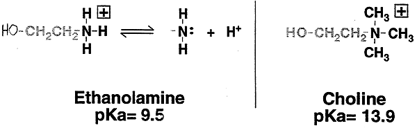 Amine Pka