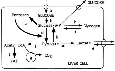 Overview of Carbohydrate Metabolism