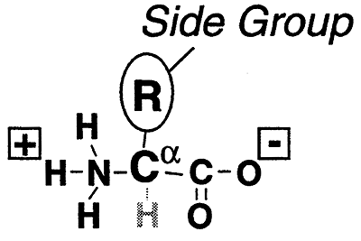 Amino Acid Stereochemistry