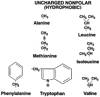 Amino Acids/Proteins: