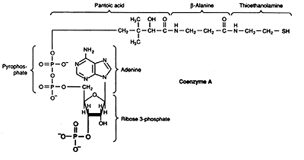 Coa Structure