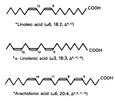 Non steroid hormones are synthesized from