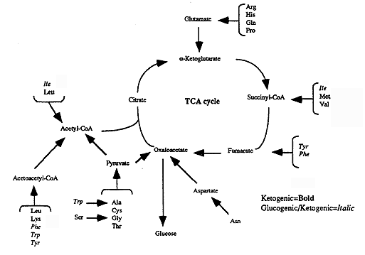 ketogenic vs glucogenic amino acids