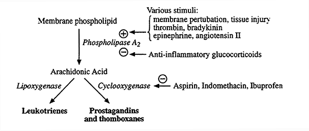Aspirin Metabolism
