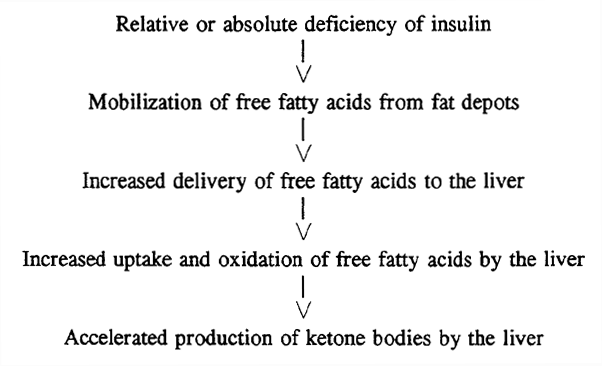 Fat Metabolism: Degradation