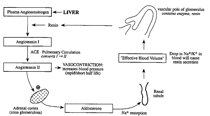 secretes cortisol and aldosterone