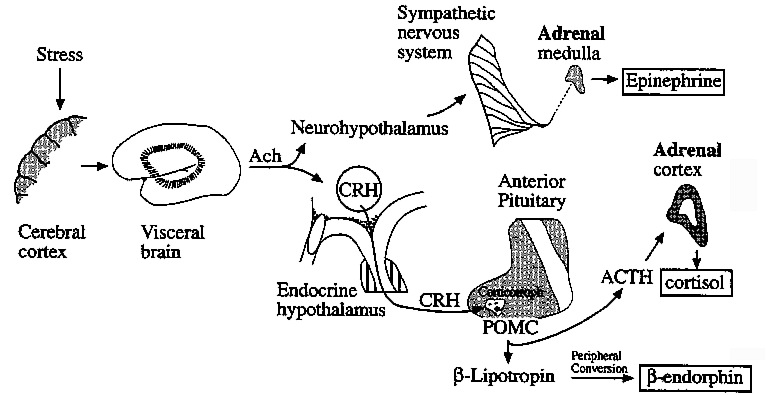 acth adrenal cortex