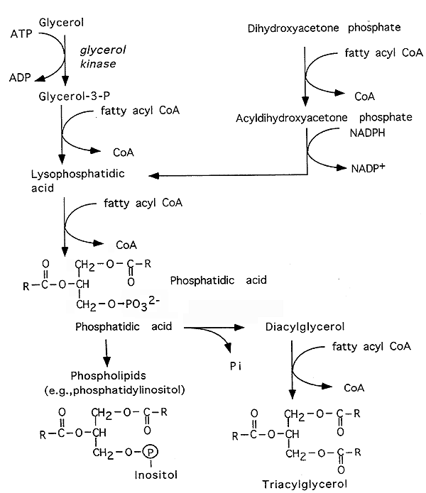 glycerol phosphate shuttle. Acid from Glycerol or