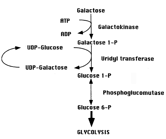 galactose vs glucose