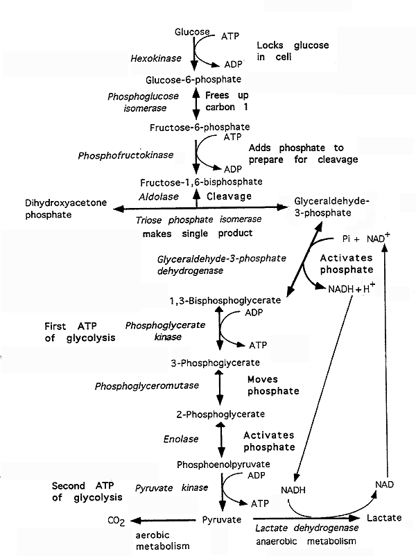 galactose vs glucose