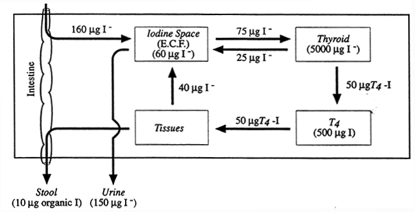 iodine in human body