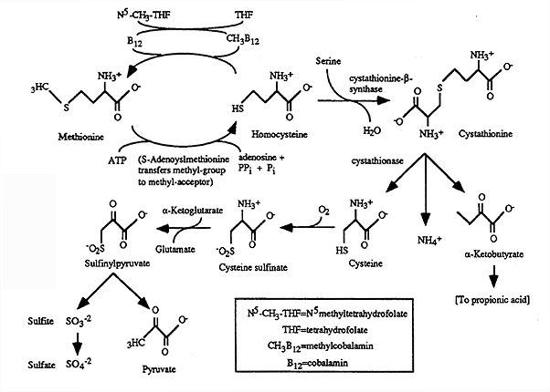 Folic Acid Metabolism. cobalamin and folic acid