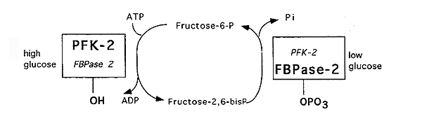 Pfk 2