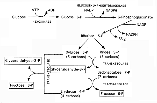 glycerol 3 phosphate. Glyceraldehyde-3-phosphate