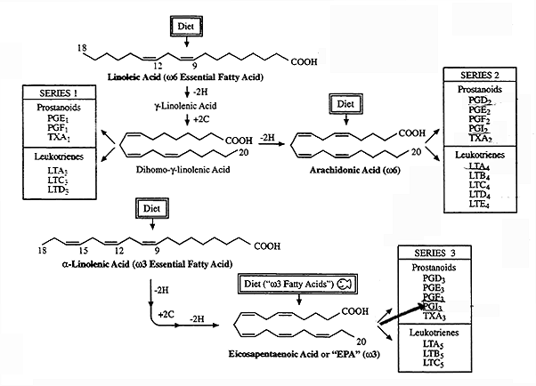 Arachidonic Acid Metabolites