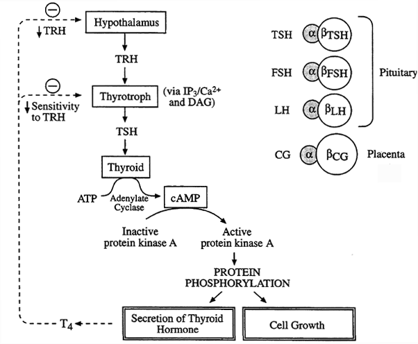 Thyroid System